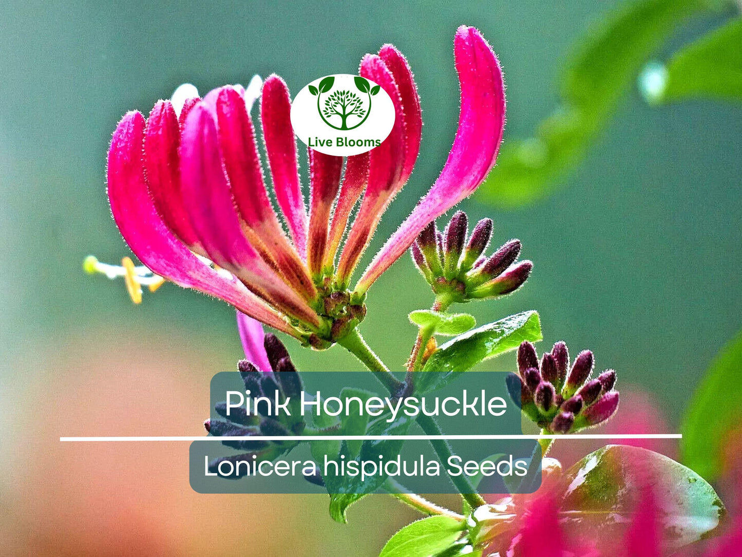 20 Pink Honeysuckle Seeds (Lonicera hispidula) - Fragrant Climbing Vine, Pollinator-Friendly Flowering Shrub