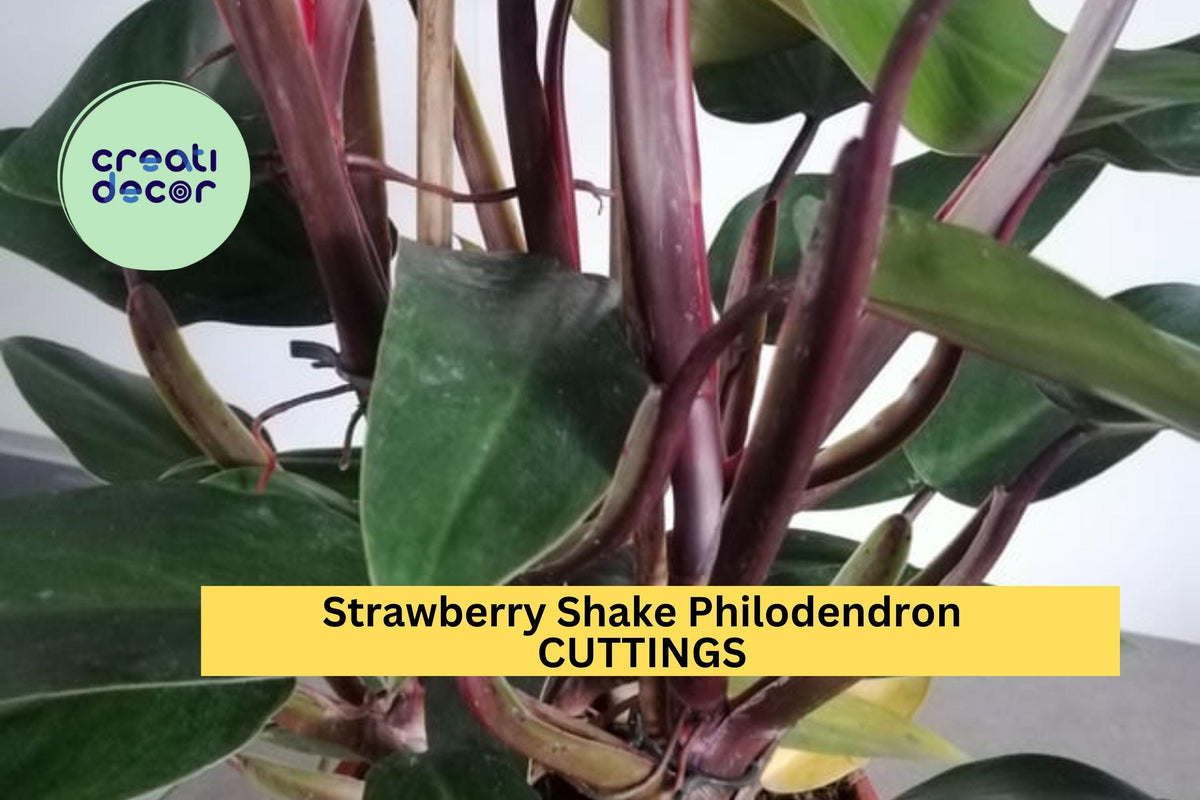 2 Strawberry Shake Philodendron Cuttings + Bonus Rare Variegated Philodendron for Propagation USA