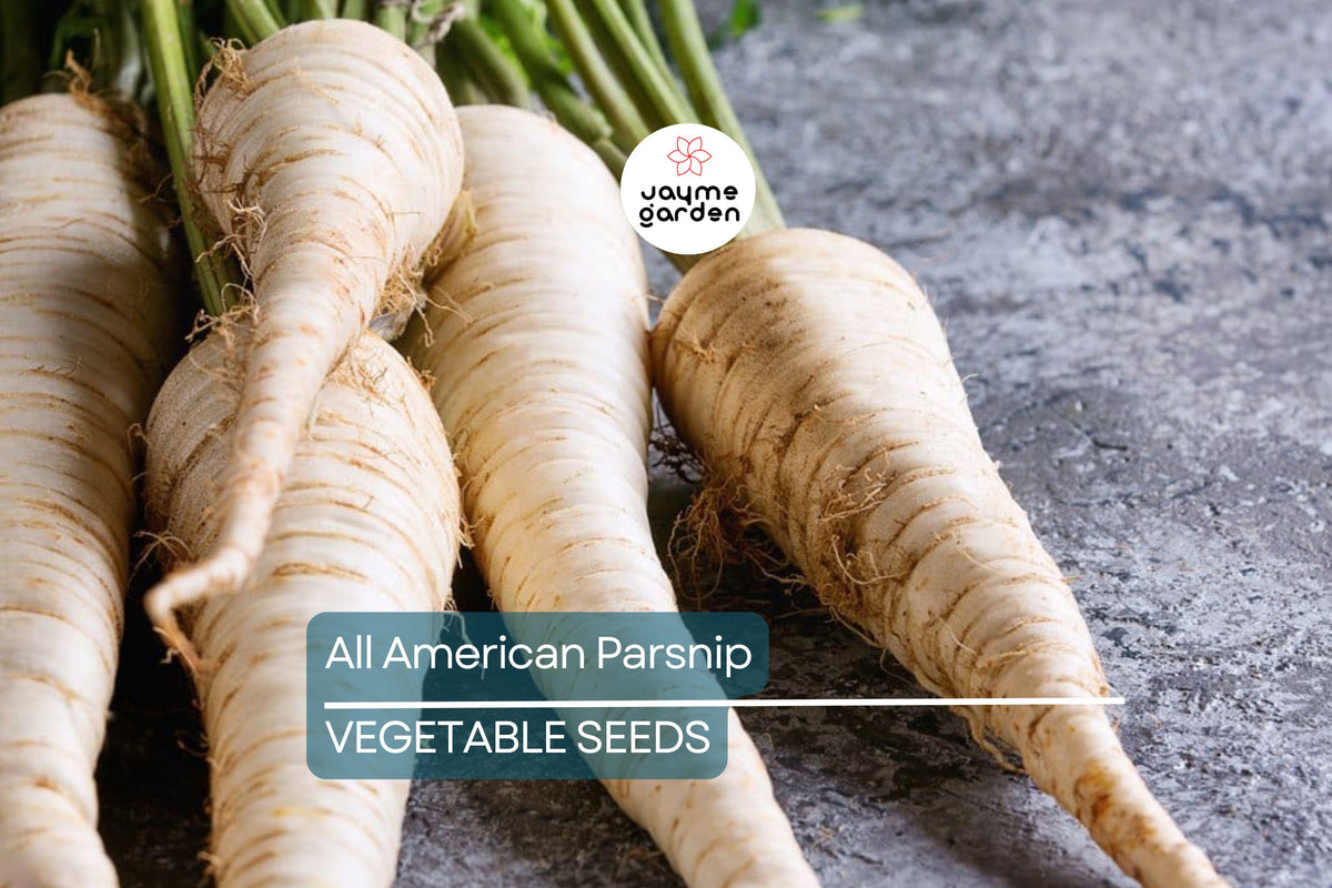 500 Heirloom Parsnip Seeds - All American Variety, Non-GMO, Sweet Flavor, Pastinaca sativa, Winter Harvest, USA Seller