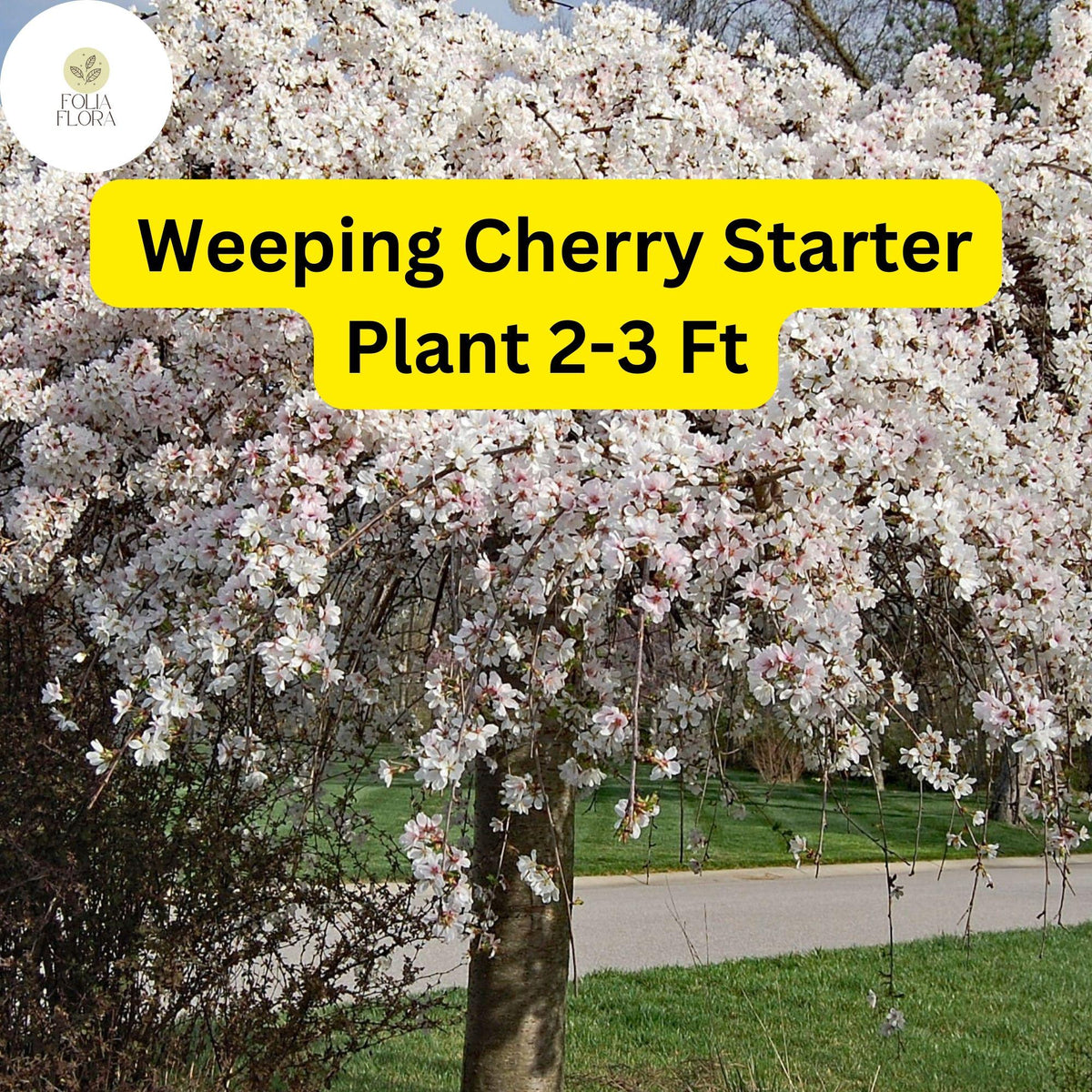 Weeping Cherry Tree 2-3 Ft Live Flowering Tree Prunus pendula - Elegant Cascading Branches for Landscaping and Gardens