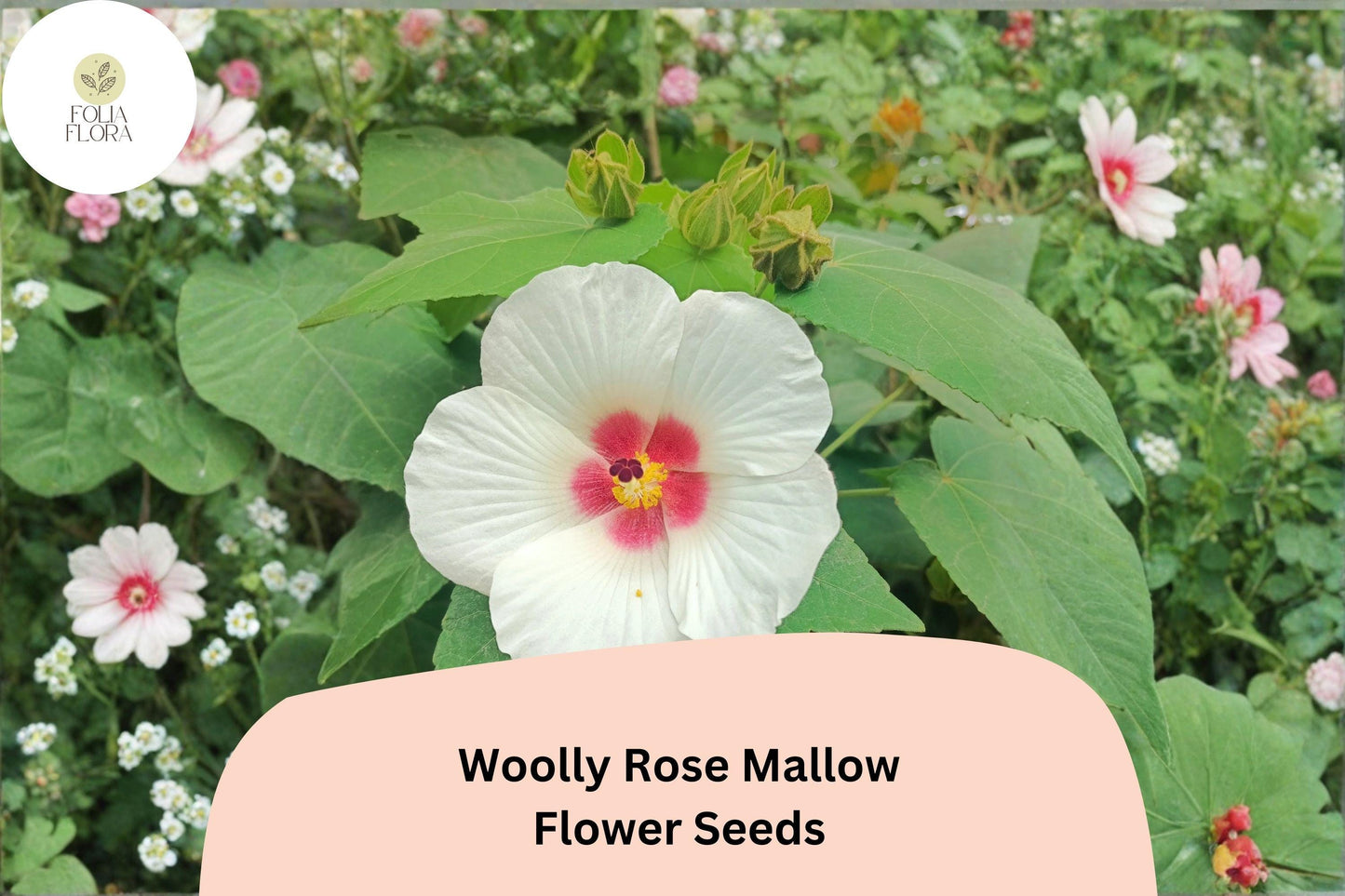 Woolly Rose Mallow Seeds – 25 Hibiscus lasiocarpos Native White Hardy Hibiscus with Red Center