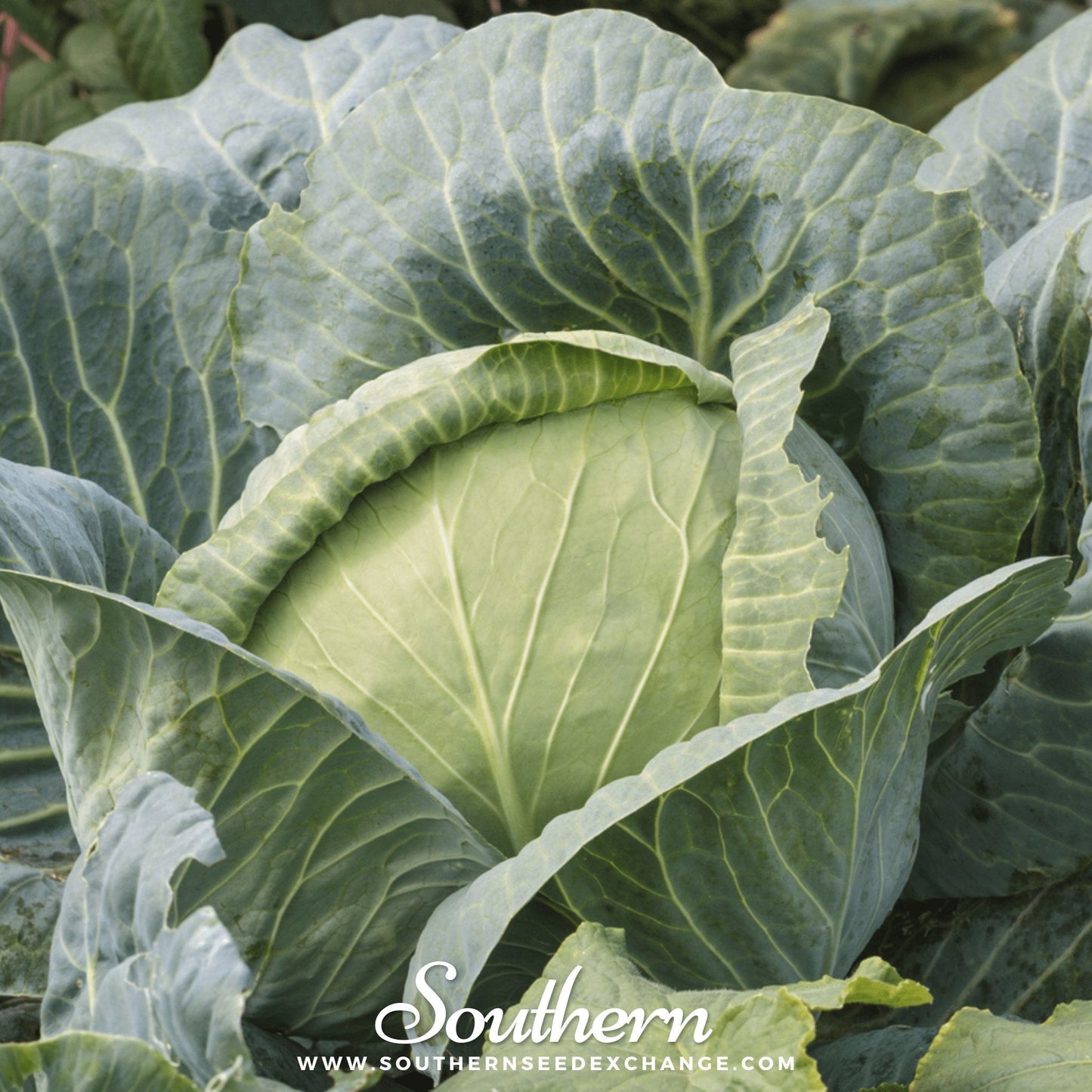 Brunswick Cabbage Seeds – Heirloom, Open Pollinated, Cold Hardy, Large Dense Heads, Non-GMO, 100 Seeds