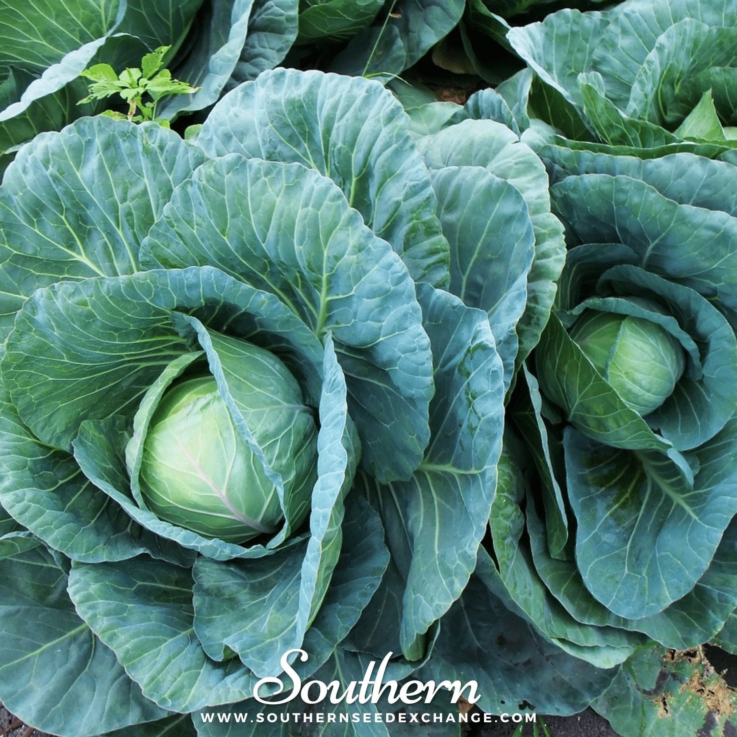 Copenhagen Market Cabbage Seeds β Heirloom, Open Pollinated, 100 Seeds, Dense Round Heads, Sweet Crisp Flavor, Brassica oleracea