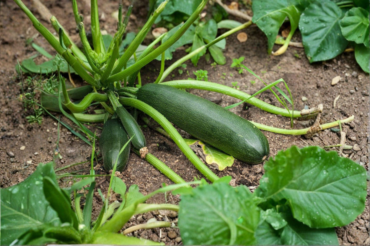 Dark Green Zucchini Seeds – 10 Classic Heirloom Seeds – Cucurbita pepo – Smooth Skin, Heavy Producer, Perfect for Home Gardens