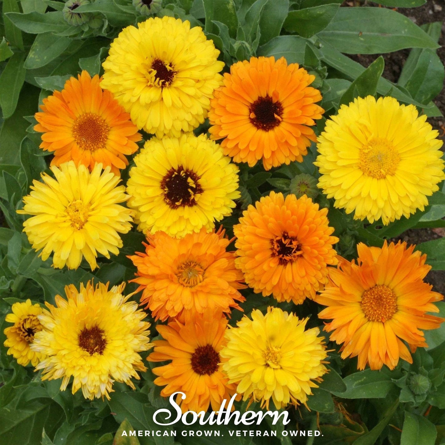 Fiesta Gitana Calendula Seeds β Heirloom Pot Marigold, Bright Yellow & Orange Flowers, Edible Petals, Medicinal Herb, 100 Seeds