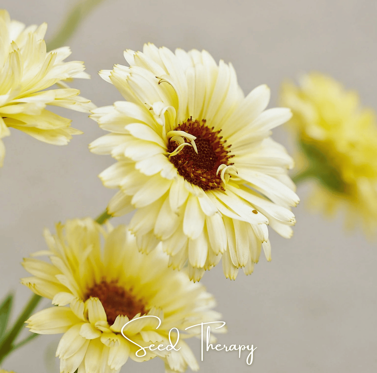 Ivory Princess Calendula Seeds – Heirloom Pot Marigold, Edible Flowers, Medicinal Herb, 50 Seeds