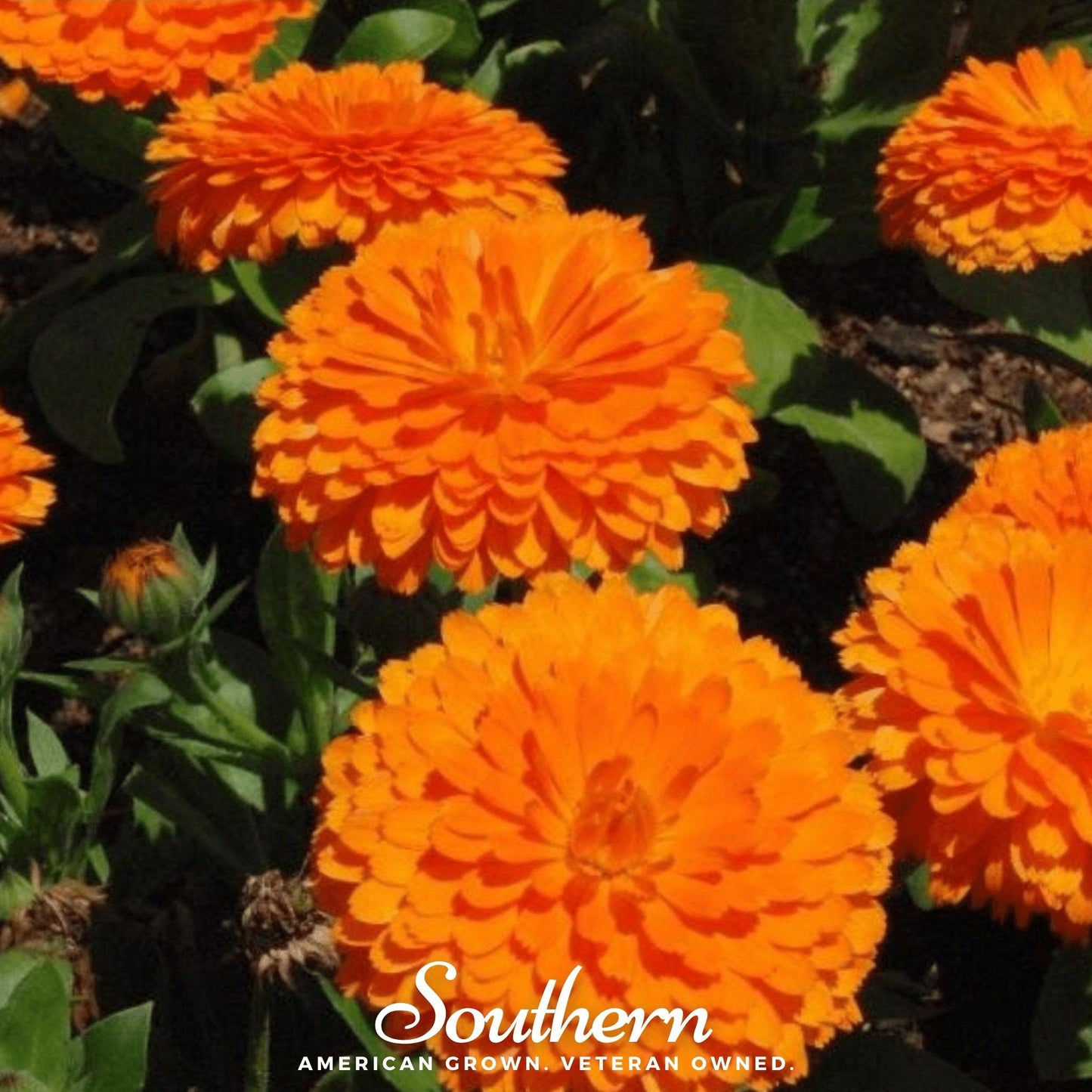 Orange King Calendula Seeds β Heirloom Non-GMO Annual with Bright Orange Double Flowers, Edible Petals, Medicinal Herb, Calendula officinalis