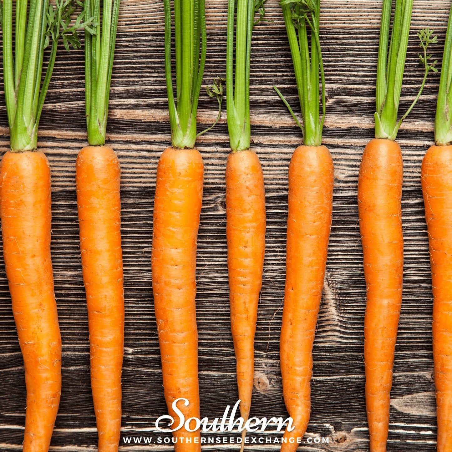 Imperator Carrot Seeds 250 Count | Long, Slender, Sweet Daucus carota All-American Selections