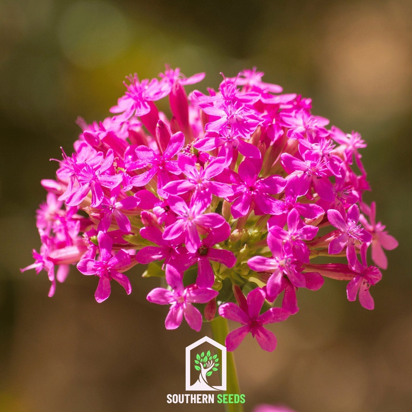 Catchfly Flower Seeds – 250 Fuchsia Silene armeria Annual for Pollinators and Garden Brightening
