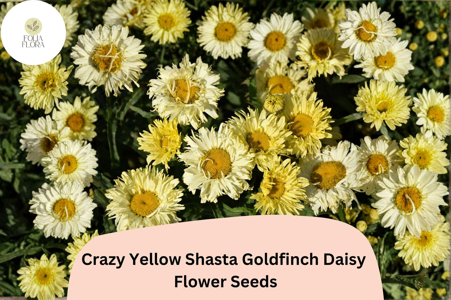 200+ Crazy Yellow Shasta Daisy Seeds | Leucanthemum x ‘Goldfinch’ | Soft Yellow Perennial Garden Flowers