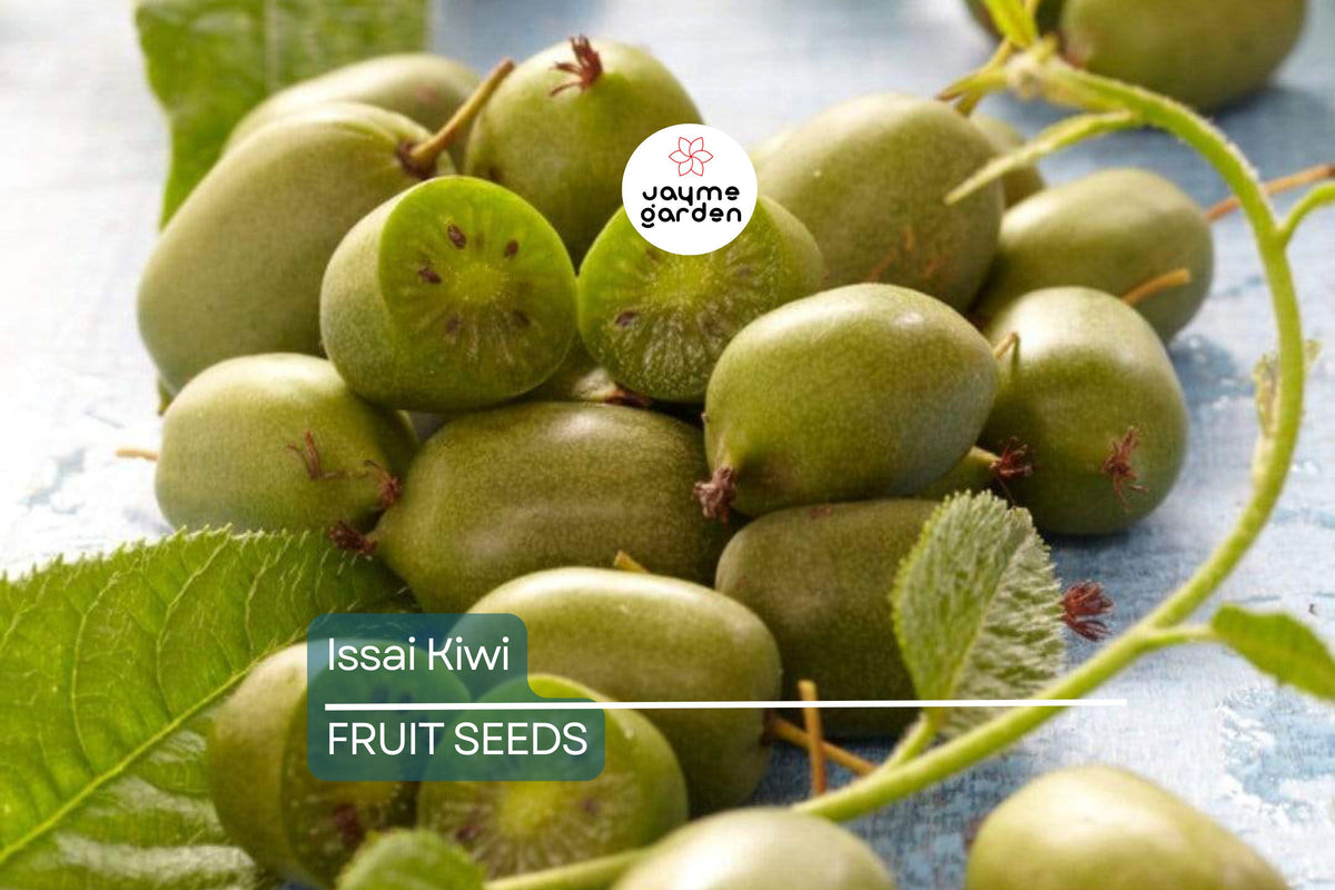 50 Issai Kiwi Seeds - Cold Hardy Arctic Grape Kiwi (Actinidia arguta) - Self-Fertile, Fast-Growing Superfruit Vine for Edible Landscaping