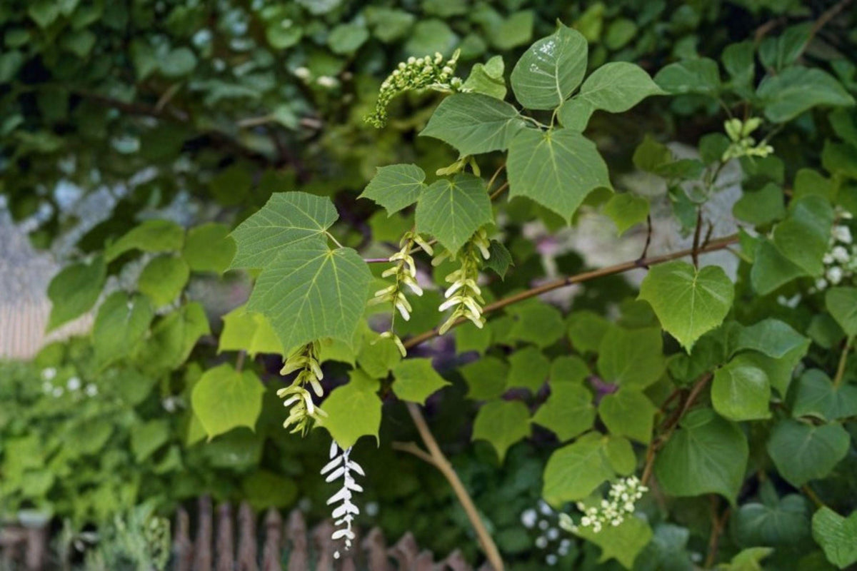 Manchurian Striped Maple Seeds - 10 Rare Acer tegmentosum Seeds with Green Striped Bark for Ornamental Gardens