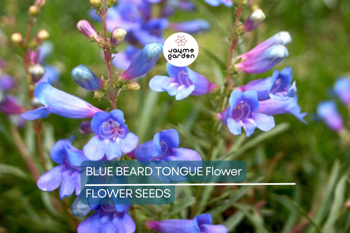 20 Blue Beard Tongue Seeds, Penstemon spectabilis, Drought-Tolerant Wildflower, Hummingbird & Butterfly Magnet