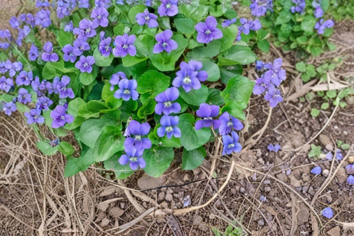Common Blue Violet Seeds | 25 Seeds | Viola sororia | Edible Wildflower Ground Cover | Native Plant for Shaded Gardens