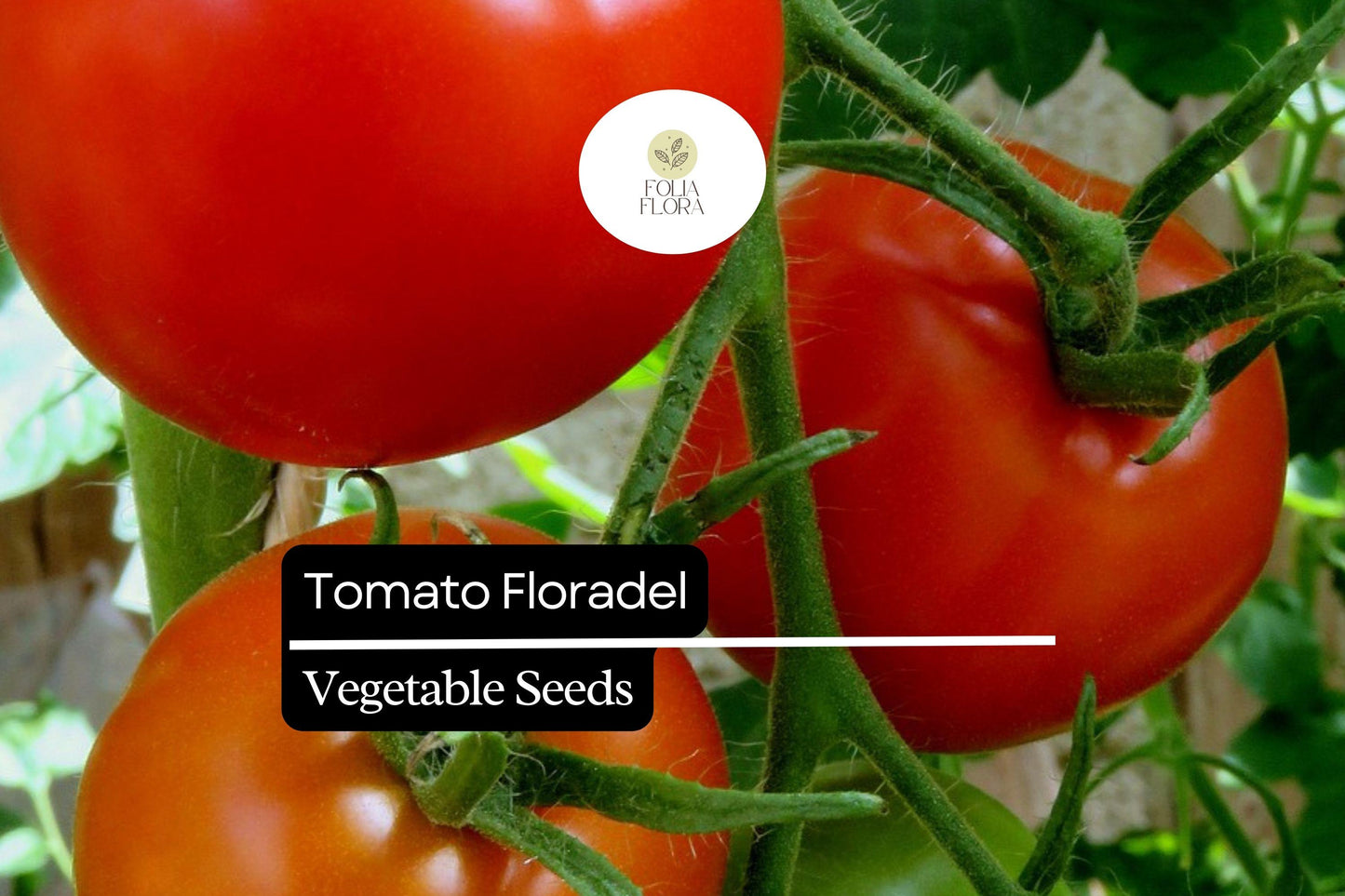 100mg Tomato Floradel Seeds | Heirloom, Non-GMO, Disease Resistant, Large Round Fruits