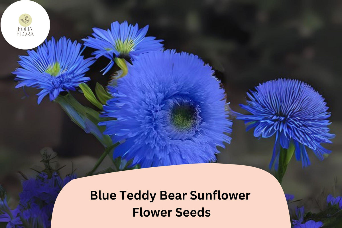 50 Blue Teddy Bear Sunflower Seeds | Rare Fluffy Blue Blooms | Non-GMO Heirloom Garden Flower