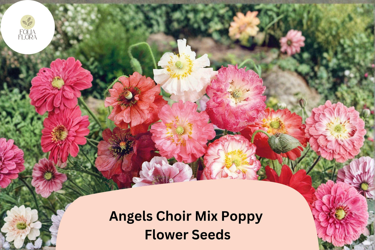 200+ Angels Choir Mix Poppy Seeds | Vibrant Annual Papaver Flowers for Garden Beds & Pots