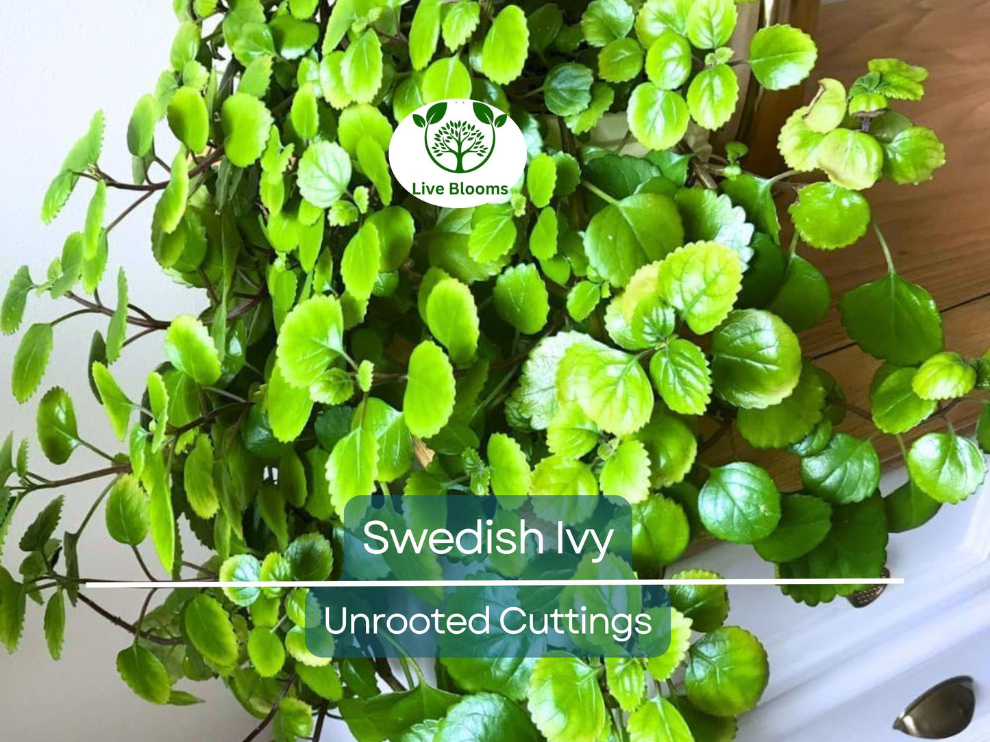 5 Organic Swedish Ivy Unrooted Cuttings 4" Length - Easy to Grow Plectranthus Verticillatus for Indoor Decor