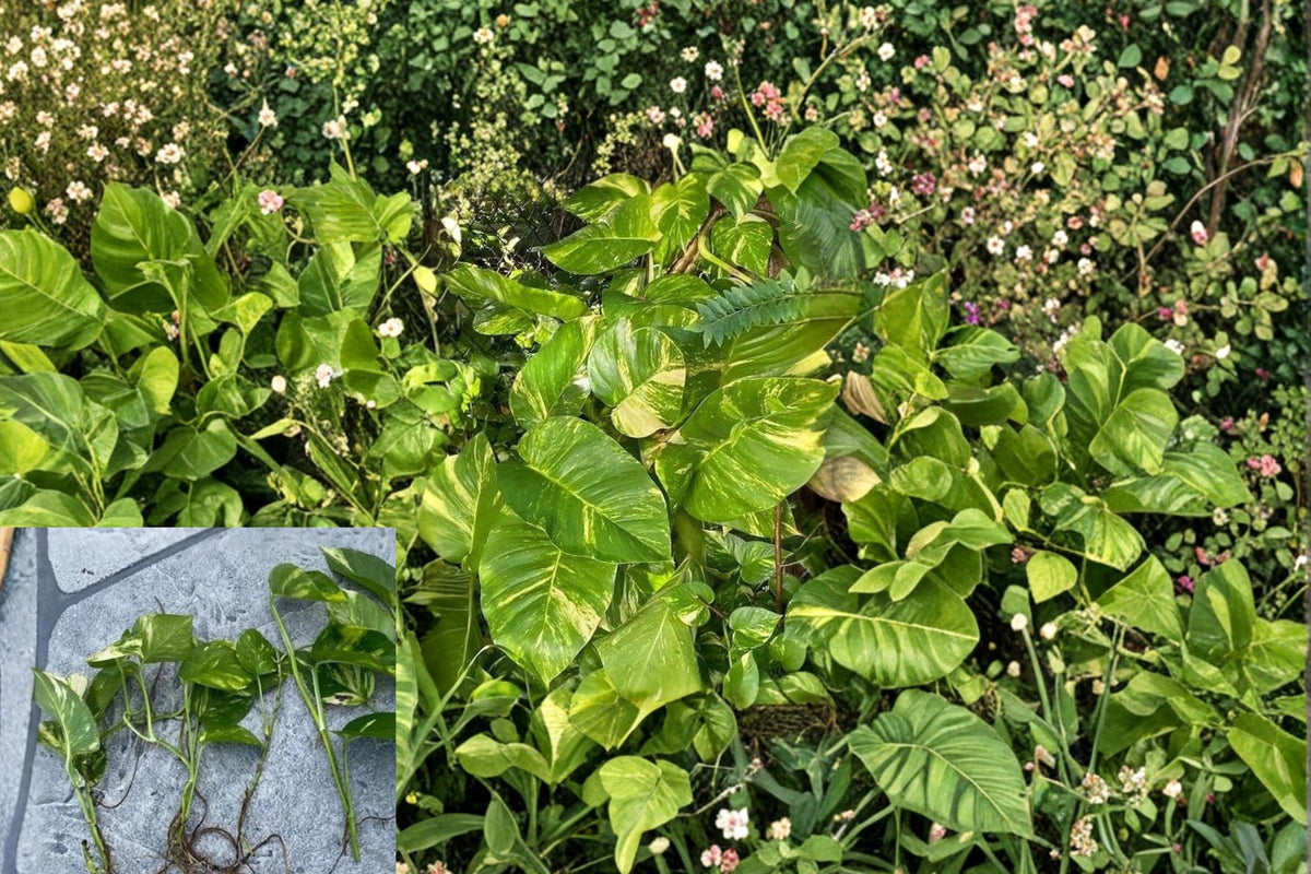 Golden Queen Pothos Cuttings 6 Variegated Epipremnum aureum Giant Golden Houseplant for Trailing Displays