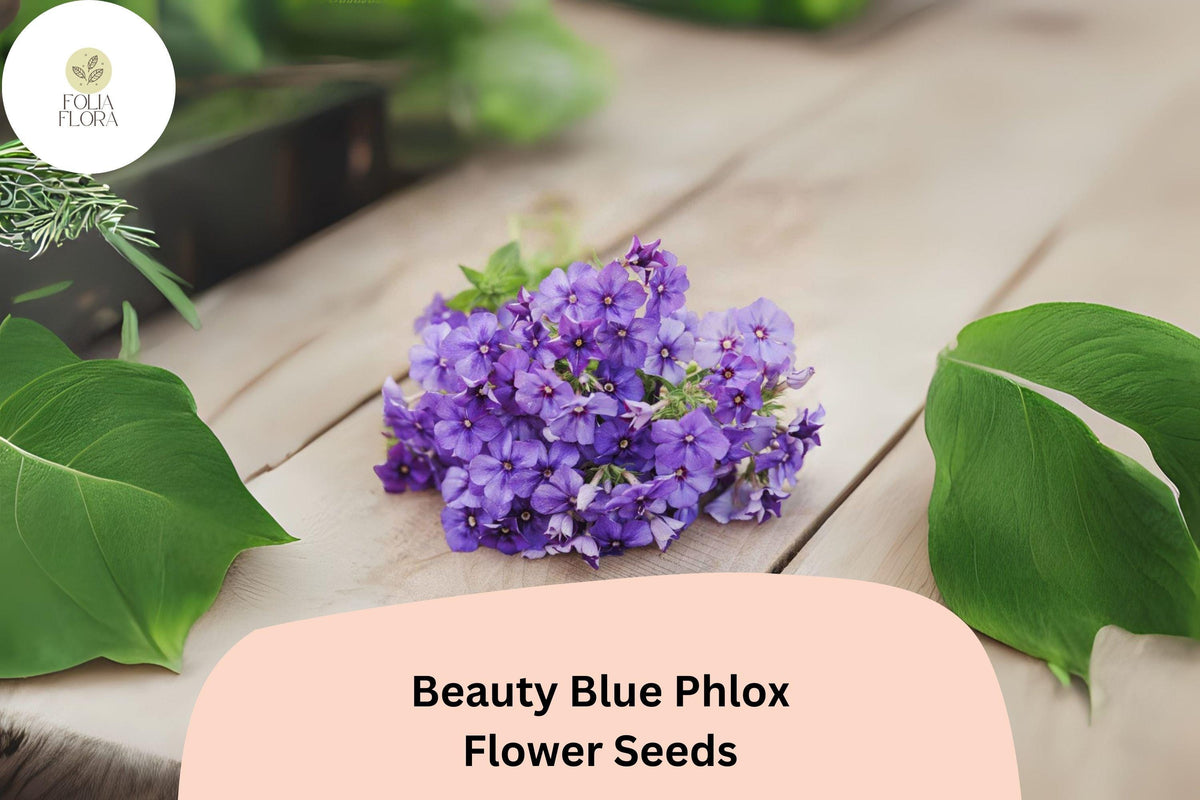 Beauty Blue Phlox Seeds - 100+ Non-GMO Perennial Flower Seeds, Sky-Blue Blooms, Phlox paniculata, Attracts Pollinators