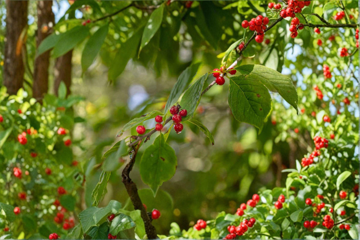 Mountain Winterberry Seeds - Ilex montana - 10 Seeds - Native Deciduous Holly with Red Berries for Wildlife Gardens