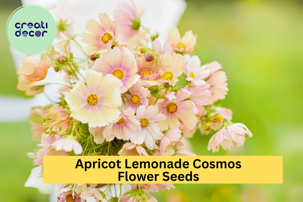 200+ Apricot Lemonade Cosmos Seeds - Rare Pastel Blooms - Easy to Grow Annual - Cosmos bipinnatus - Pollinator Friendly