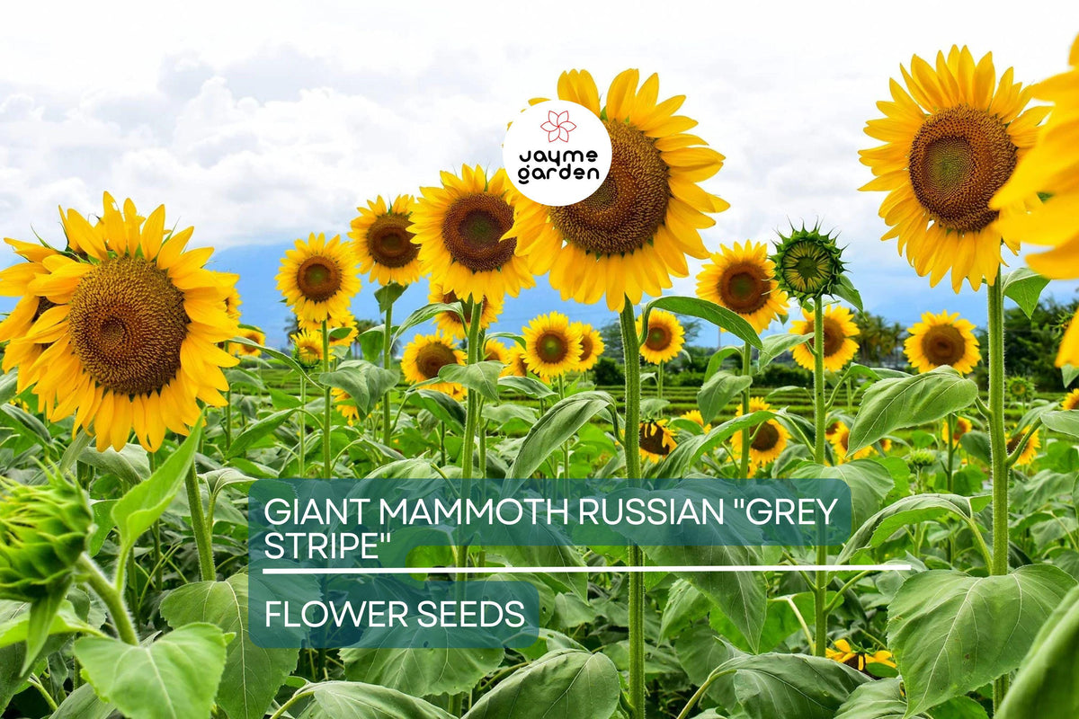 Giant Mammoth Russian Sunflower Seeds - 10 Heirloom Seeds, Grey Stripe, Pollinator Friendly, Helianthus annuus, USDA Zones 2-11