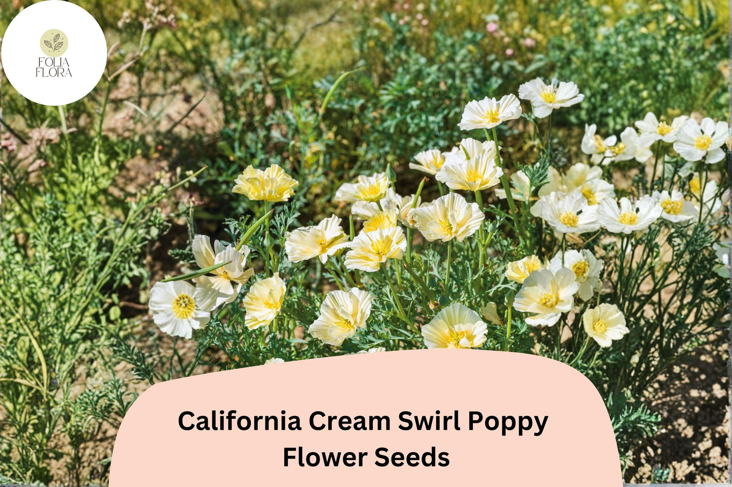 200+ California Cream Swirl Poppy Seeds | Eschscholzia californica | Creamy White & Yellow Blooms