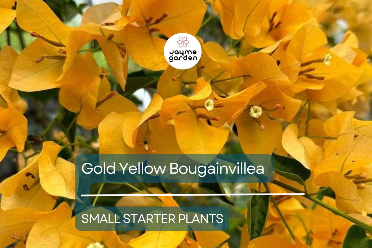 Gold Yellow Bougainvillea Starter Plant - Vibrant Paper Flower Seedling - Bougainvillea glabra - Ideal for Containers & Landscaping