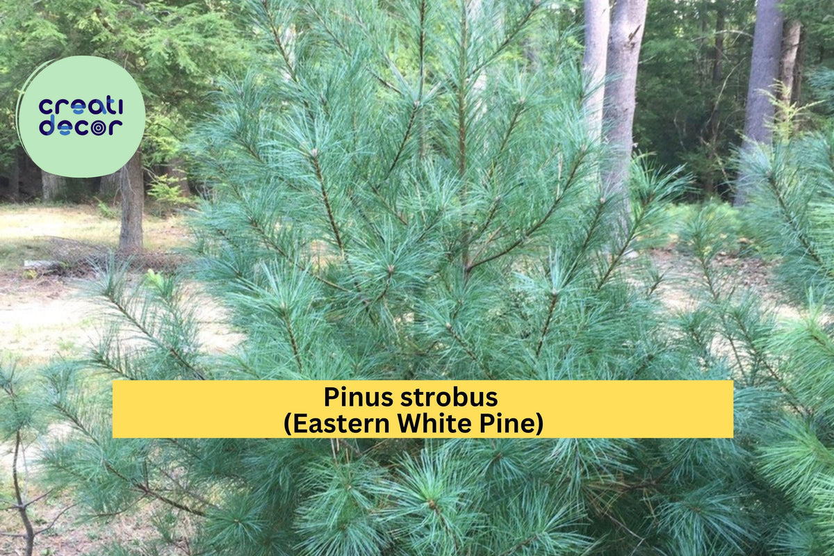 Eastern White Pine Seedlings Lot of 3 Bare Root Trees Pinus Strobus Evergreen for Landscaping Windbreaks Reforestation