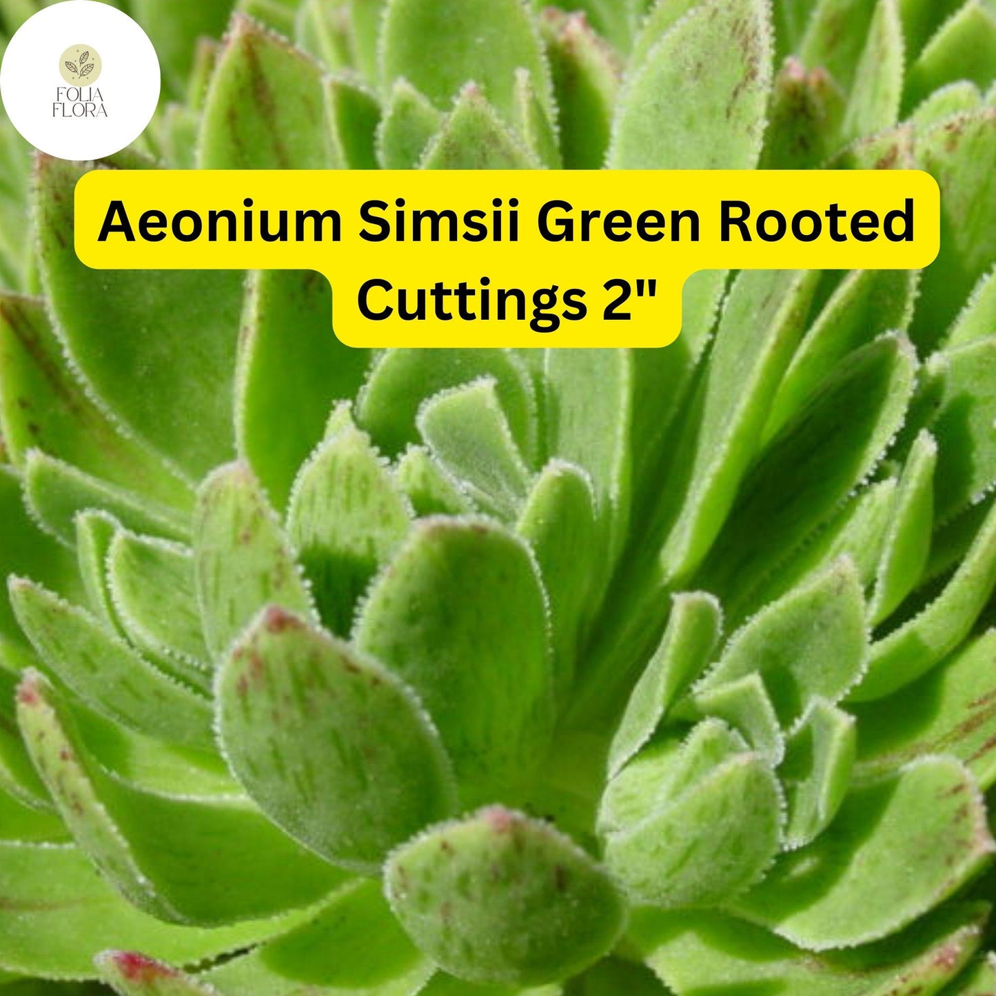 Aeonium simsii Green 3 Rooted Cuttings | Drought-Tolerant 2" Succulent Plants with Yellow Blooms