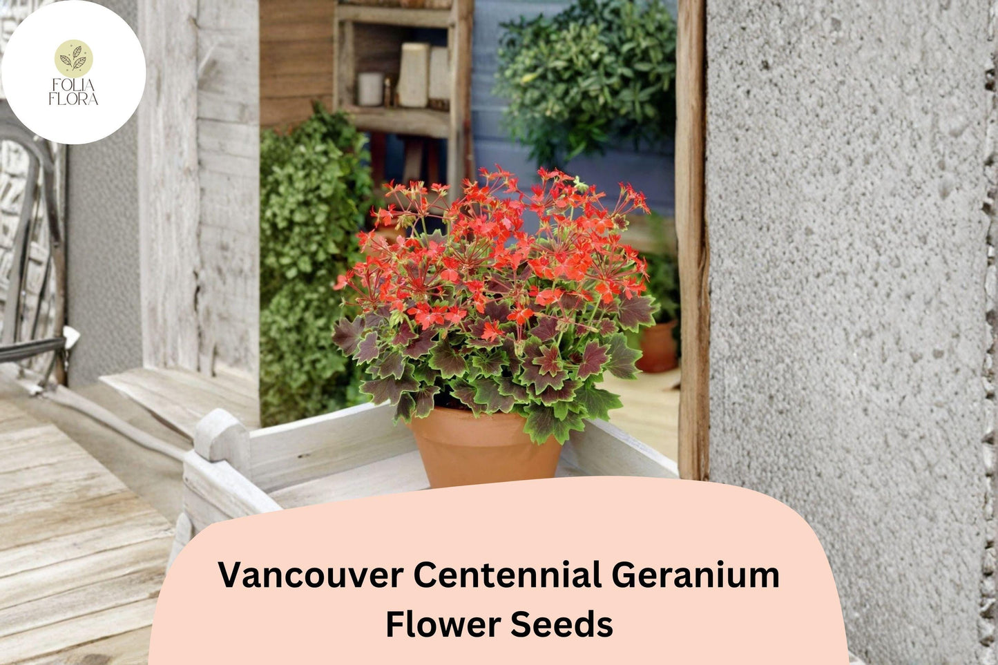 25+ Vancouver Centennial Geranium Seeds | Red-Orange Blooms & Bronze Leaves | Zonal Pelargonium for Garden Pots