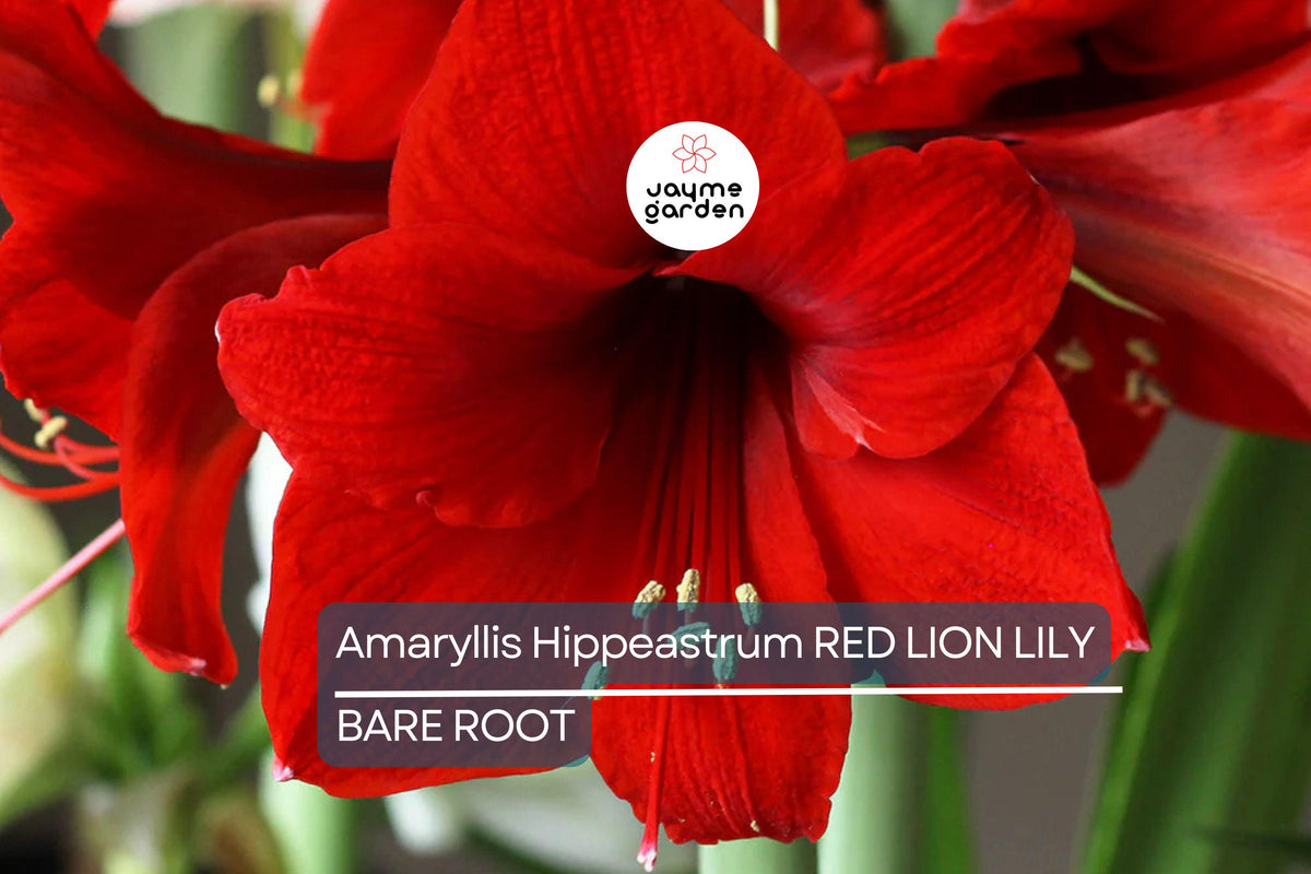 Amaryllis Bulb | Large Red Blooms | Hippeastrum Red Lion | Easy to Grow Indoor/Outdoor | Holiday Gift | USDA Zones 8-11