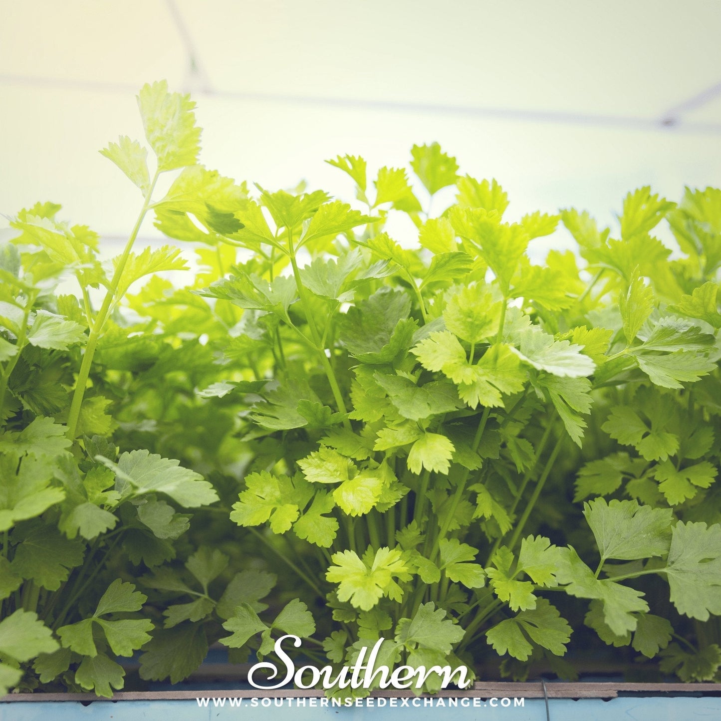 Cutting Celery Seeds – Heirloom Leaf Celery for Season-Long Harvest – Apium graveolens, 200 Seeds