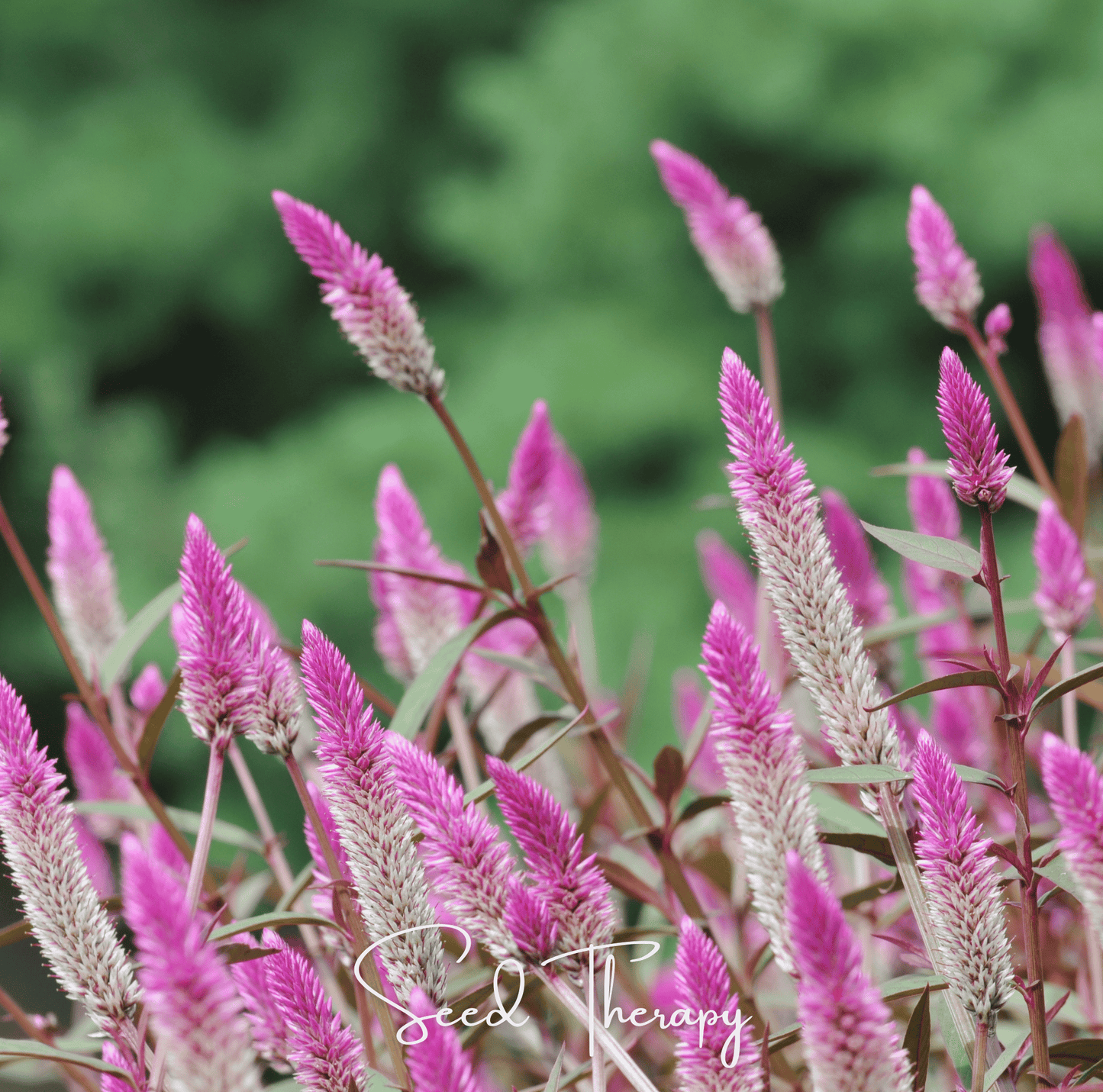 Flamingo Feather Celosia Seeds – Heirloom Wheat Celosia with Silvery-Pink Feathery Plumes, Cut Flower, Annual, Celosia spicata