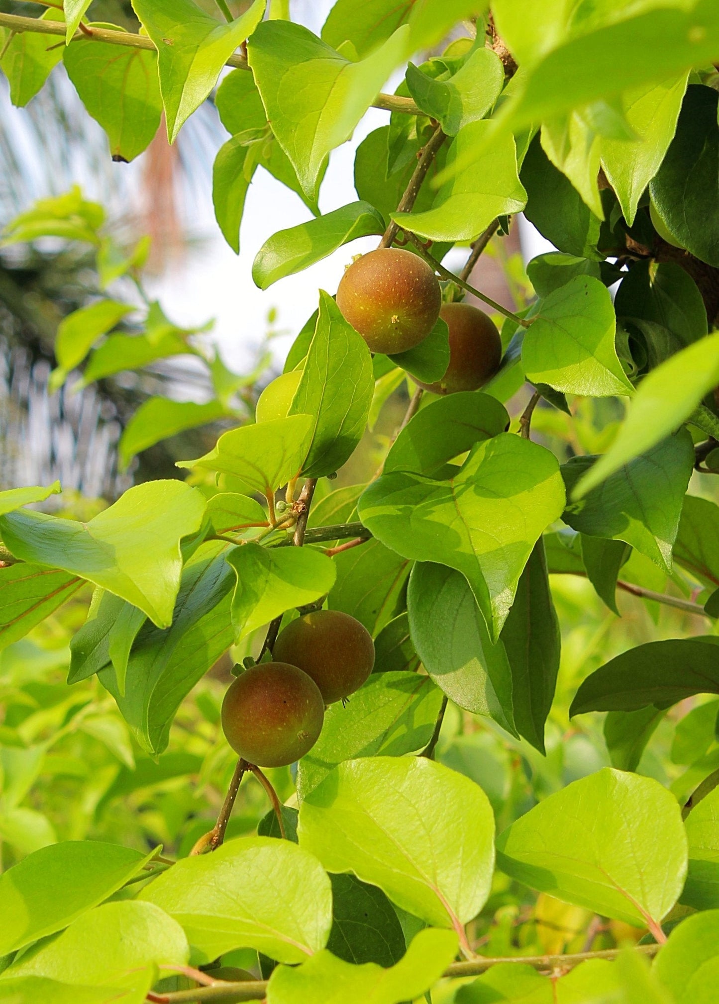 Ceylon Gooseberry Tree, Dovyalis hebecarpa, Tropical Fruit Bush, Tart Purple Fruit, Edible Ornamental Shrub