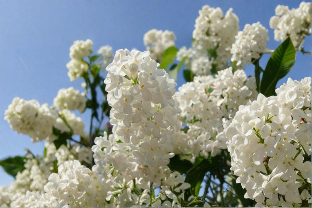 Japanese Tree Lilac Seeds - 10 Pack - Hardy Fragrant Flowering - Syringa amurensis japonica - Ideal for Pollinator Gardens