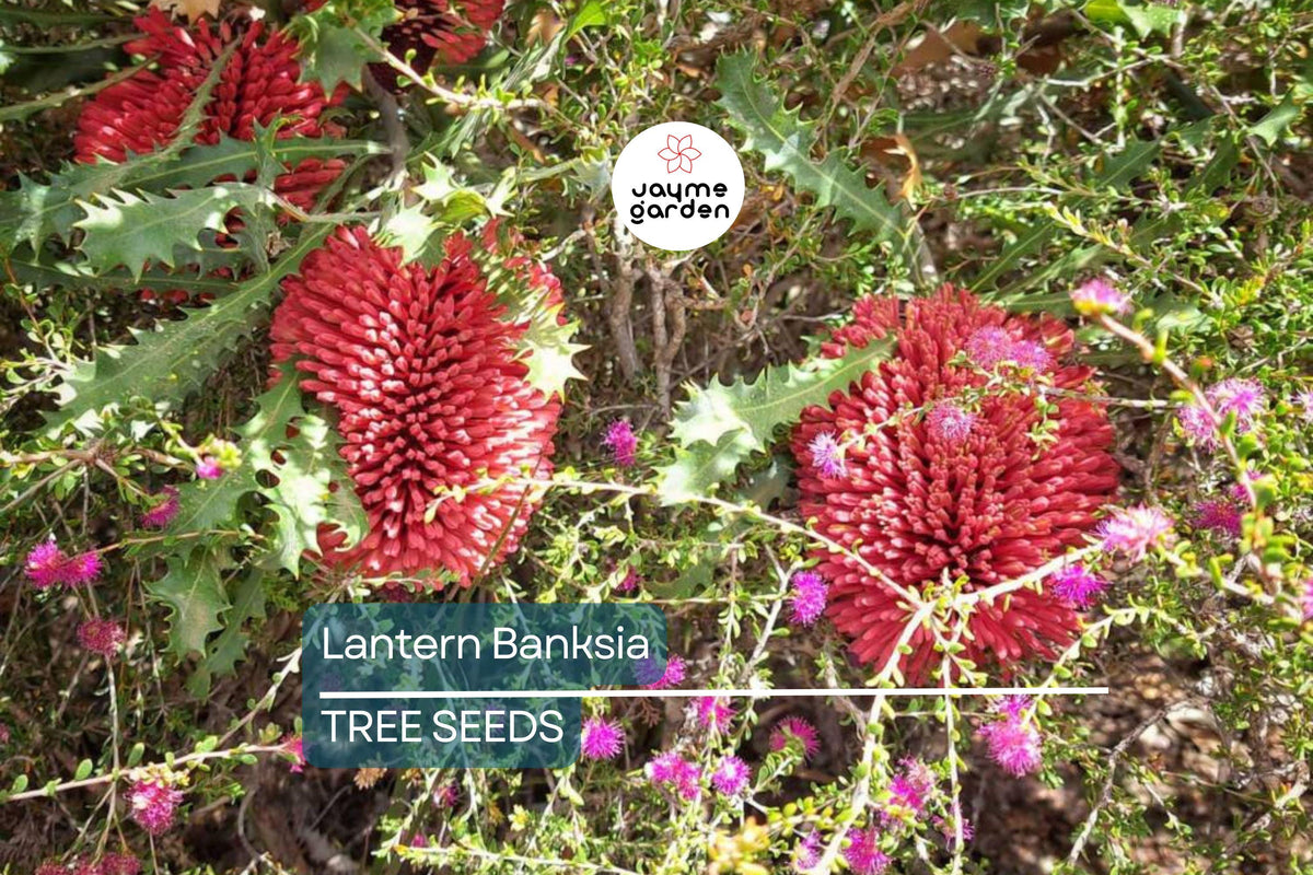 Lantern Banksia Seeds - 5 Pack "Fireworks" - Banksia ericifolia - Drought-Tolerant Flowering Shrub for Coastal Gardens