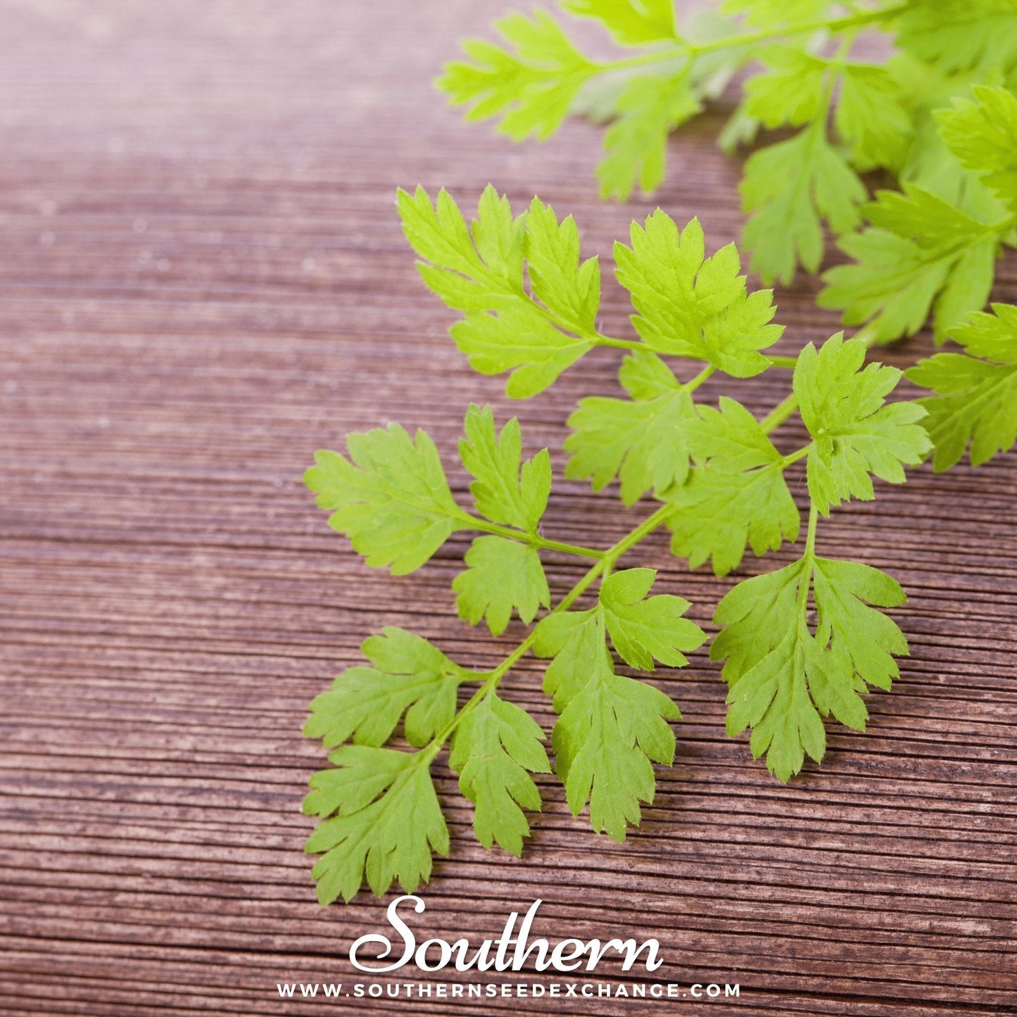 Flat Chervil Seeds - 200 Non-GMO Heirloom French Parsley Herb - Annual, USDA Zones 3-12