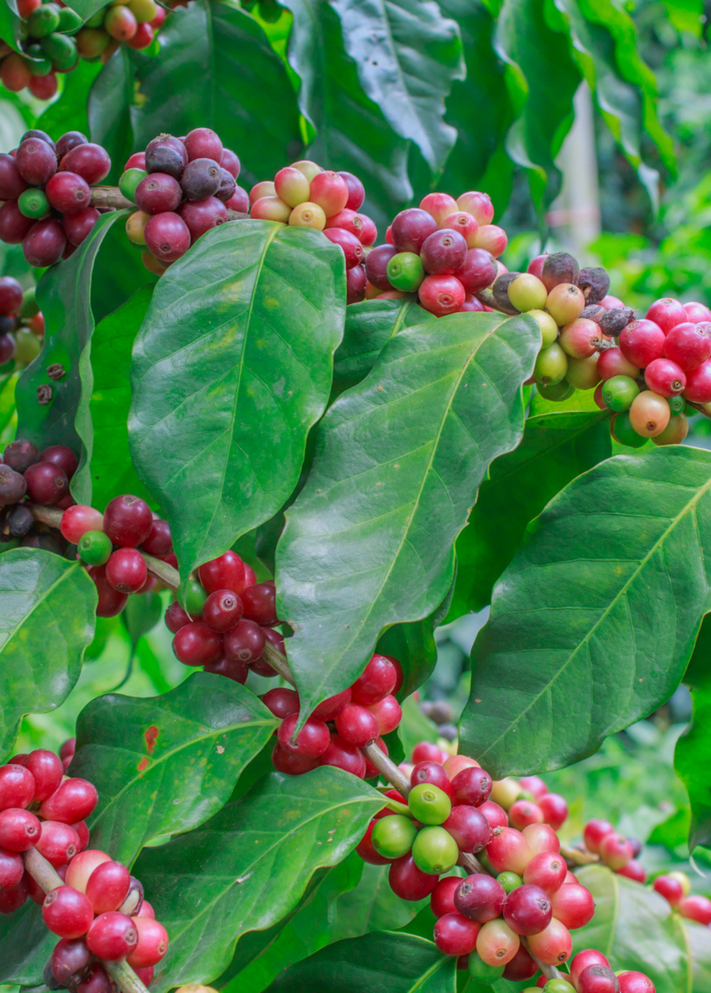 Coffee Liberica Beans – Rare Full-Bodied Coffee Variety with Floral, Fruity Aroma, Hardy and Pest-Resistant
