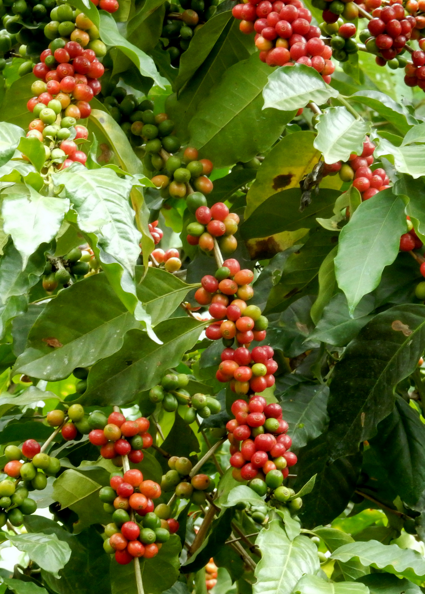 Coffee Plant Live Tree - Coffea arabica, Small Fruiting Shrub, Houseplant & Coffee Bean Growth
