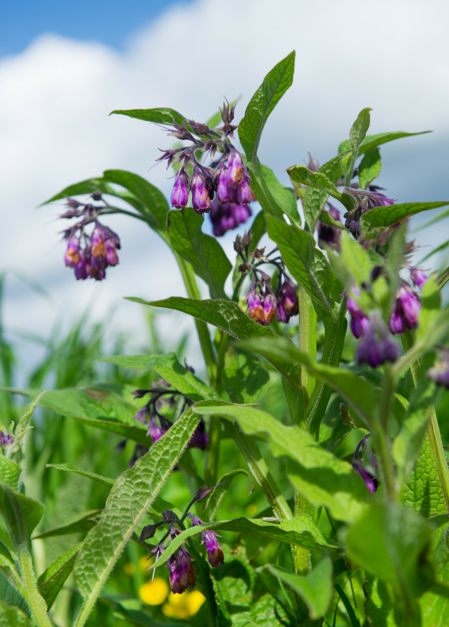 Comfrey Plant Live Symphytum uplandicum Russian Variety Perennial Herb Blue-Violet Flowers