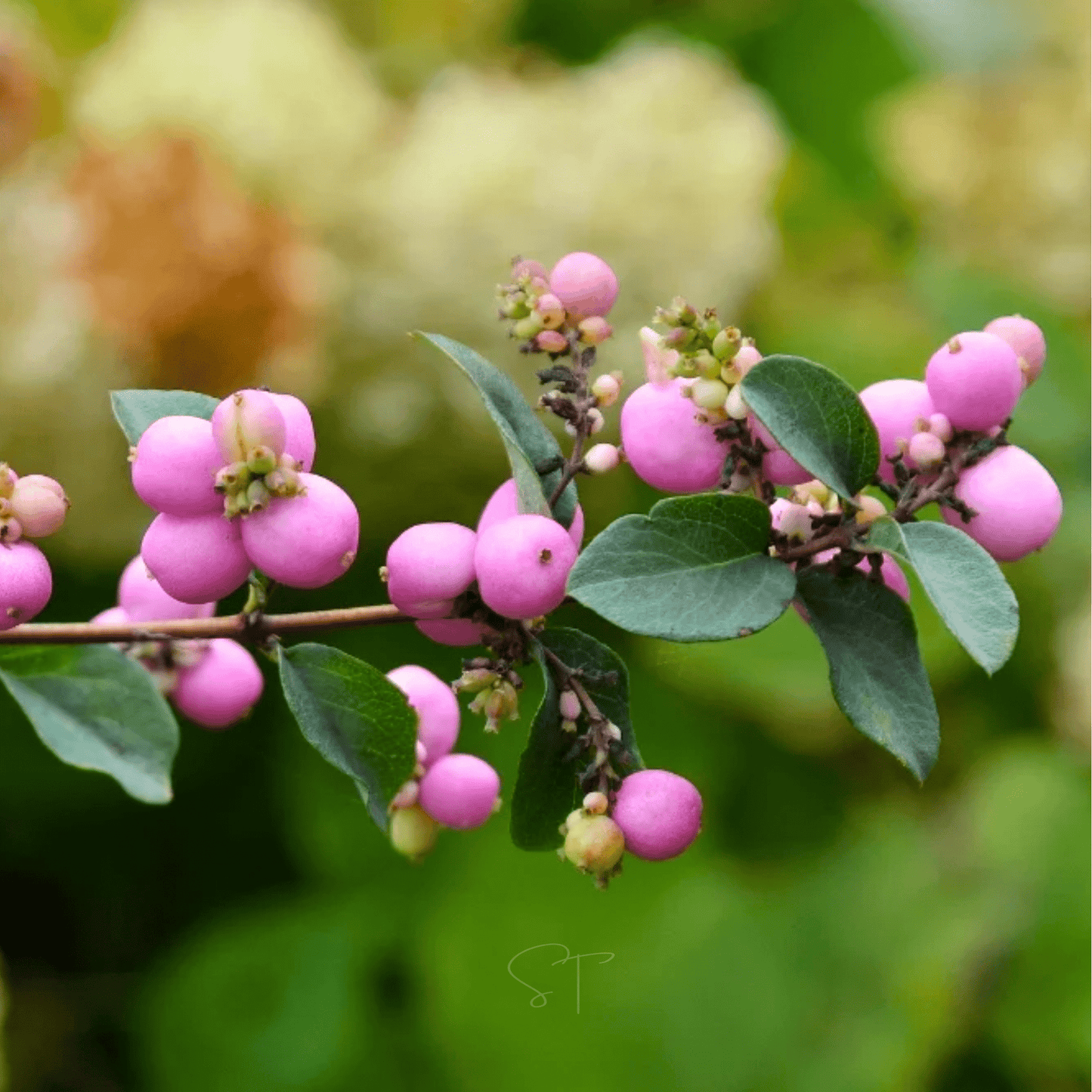 Coralberry Seeds - 30 Native Shrub Seeds with Purplish-Red Berries, Perennial, Symphoricarpos orbiculatus