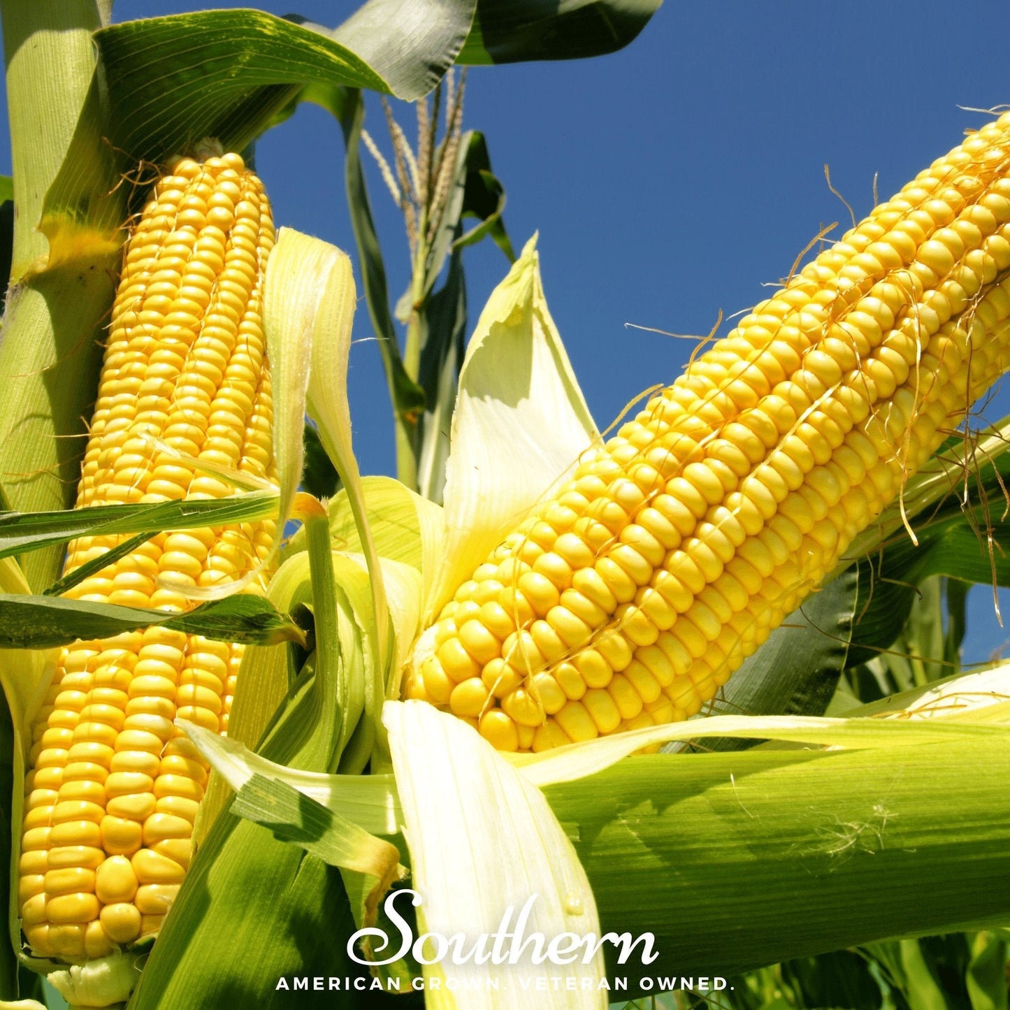 Bodacious Sweet Corn Seeds – Hybrid Yellow Corn, Large Ears, Non-GMO, 30 Seeds, American Grown