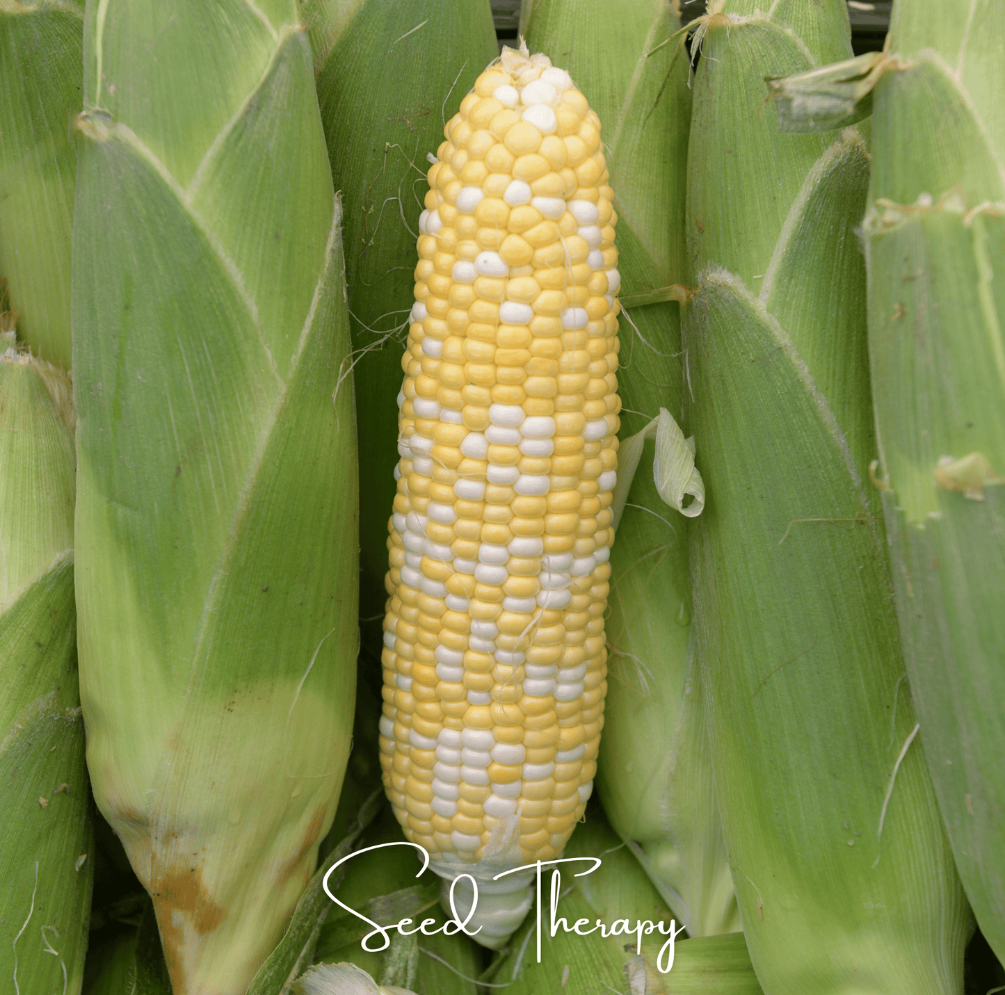 Peaches & Cream Sweet Corn Seeds – Hybrid Non-GMO Zea mays, 30 Pack, Bicolor Yellow & White Kernels, Summer Harvest, Full Sun