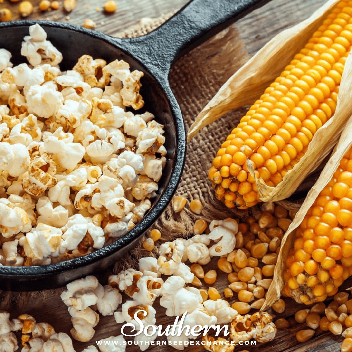 Popcorn Corn Seeds – Heirloom Yellow Zea mays for Homegrown Popping, Crispy Ears, and Fall Decorations – 30 Seeds