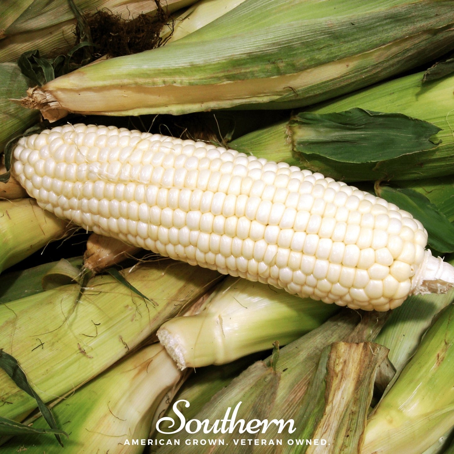 Heirloom Sweet Corn Seeds | Stowell's Evergreen | White Kernels | 30 Non-GMO Open Pollinated Zea mays