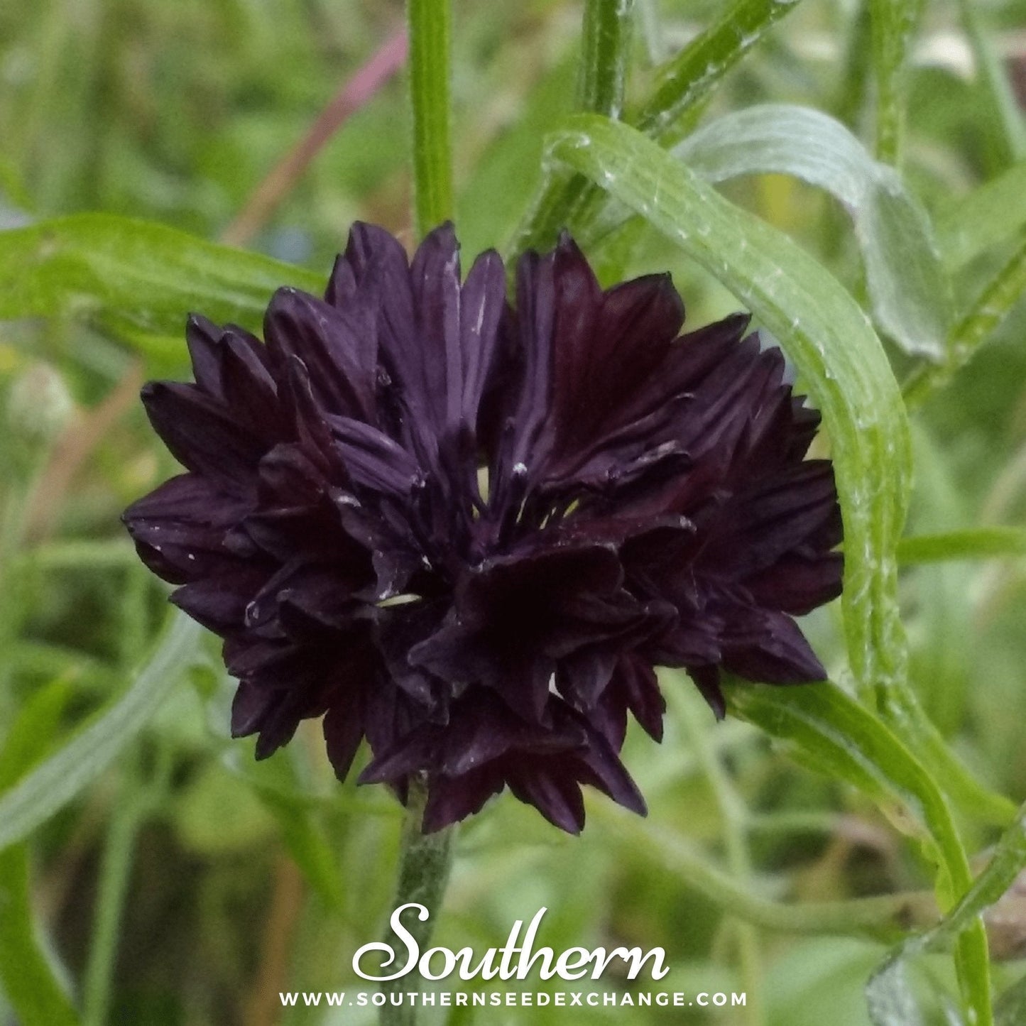 Black Cornflower Seeds | Heirloom, Deep Maroon Black Blooms | Centaurea cyanus, Annual Flower