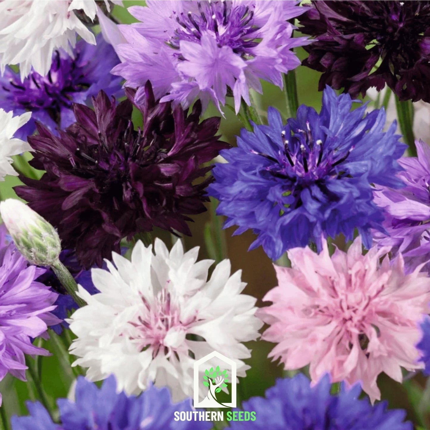 Cornflower Mix Seeds - Heirloom, Open Pollinated, Frilly Blooms, Bee-Friendly, Centaurea cyanus, 100 Seeds