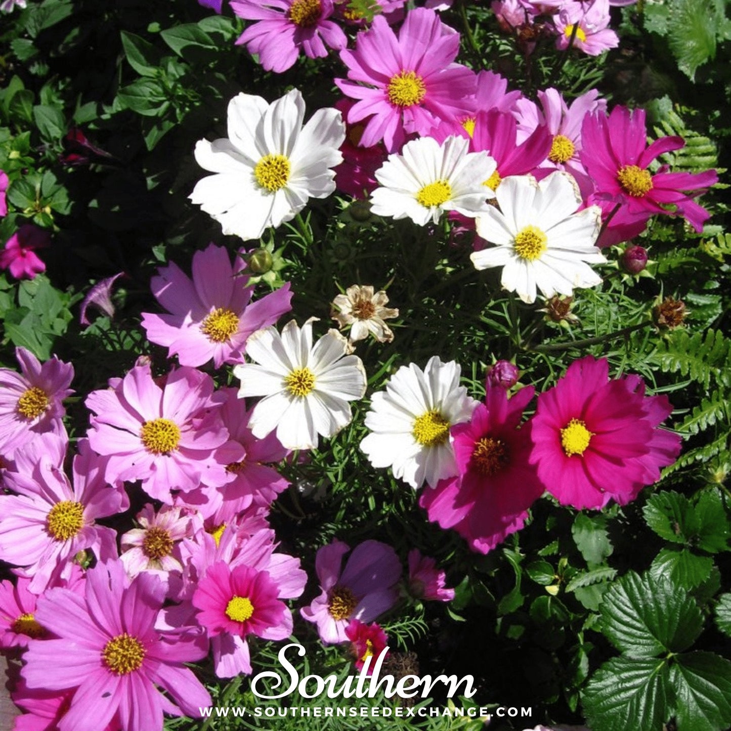 Dwarf Cosmos Mix Seeds – Heirloom, Open Pollinated, Non-GMO, Compact Annual for Borders & Containers, Cosmos bipinnatus